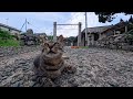 猫島で神社に行ったら猫が沢山落ちている