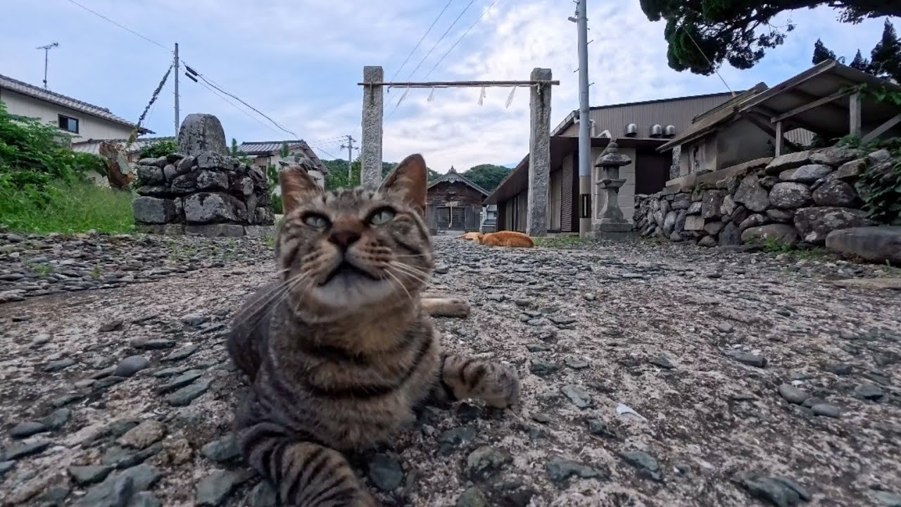 猫島で神社に行ったら猫が沢山落ちている