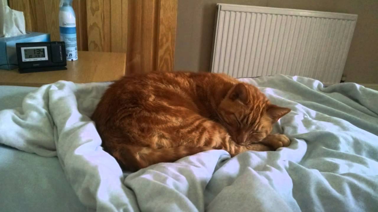 sleep-pussy-cat-sleep-youtube