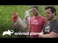 Terapia de abrazo para Roy, el gallo "con mal humor" | Refugio en el Granero | Animal Planet