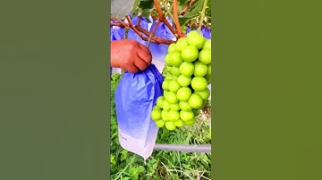 Take off cover for Grapes fruit #shorts #fruit #agriculture #satisfying