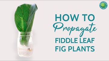 Propagating Your Fiddle Leaf Fig Is Easy! Here
