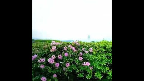 (ان للمتقين مفازا )  القارئ مسعد عبد الرحمان