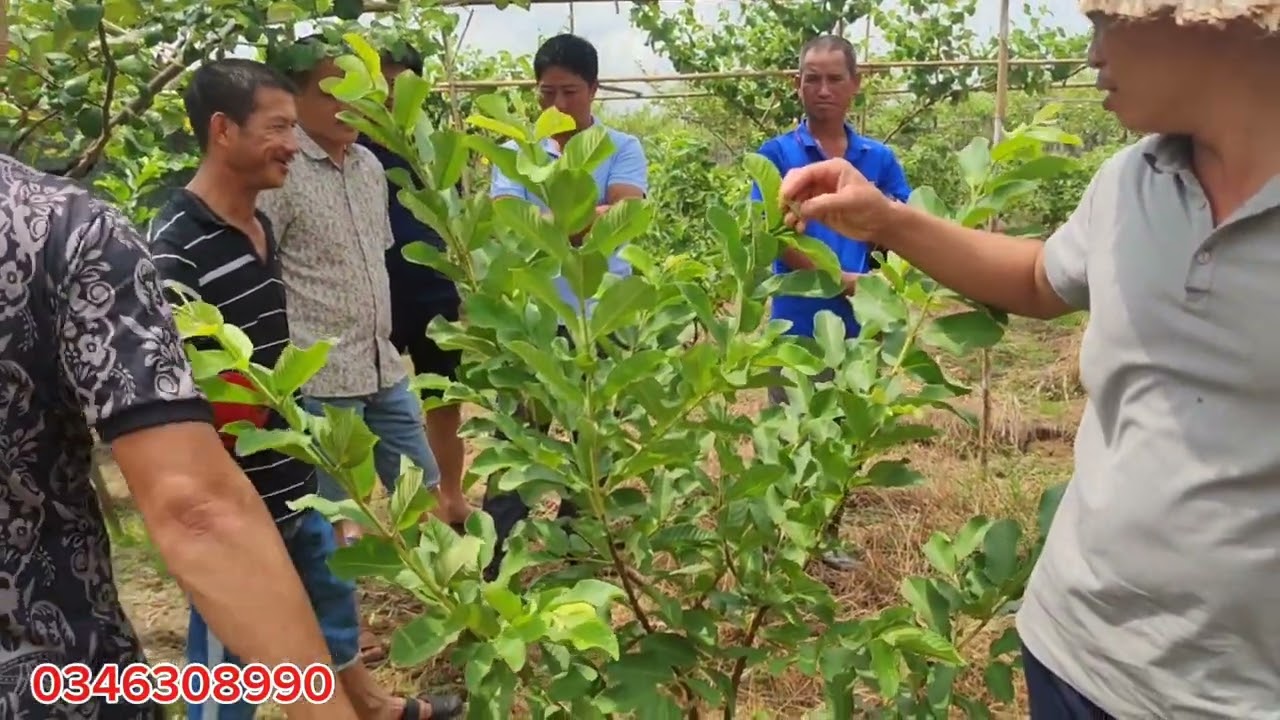 Thăm Vườn Táo Học Hỏi Kinh Nghiệm Của Các Anh Chị Khu Vực Hoài Đức, Hà Nội