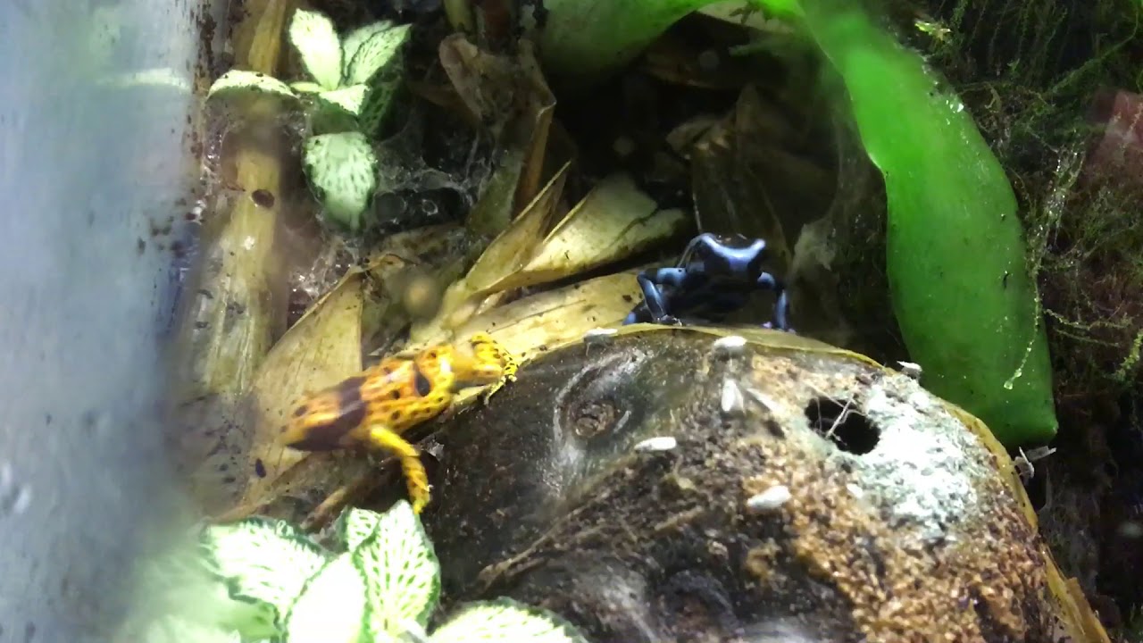 video phone beyonce mp3 Dendrobates Leucomelas & Auratus Hunting in Harmony (Mixed Species Dart Frog)