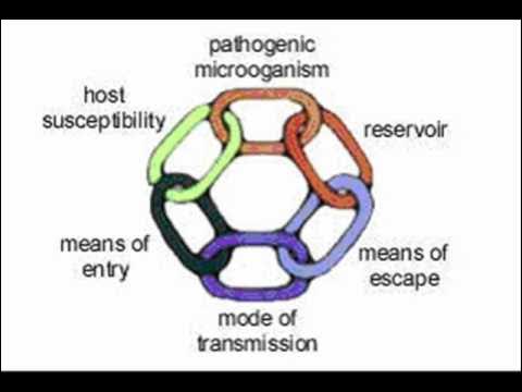 Entering meaning. Chain of infection. Chain of infection process define the all links. Causative microorganisms. Chain of bacili Definition.