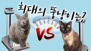 We show the weight of my cats.