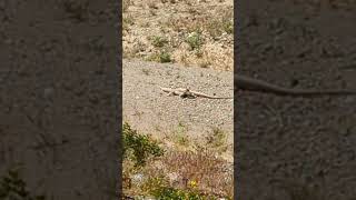 Desert Iguana fight for dominance of territory. by HighTechCNC 206 views 1 year ago 1 minute, 33 seconds