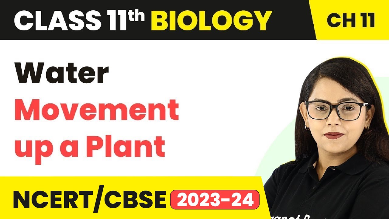 Water Movement up a Plant - Transport In Plants | Class 11 Biology ...