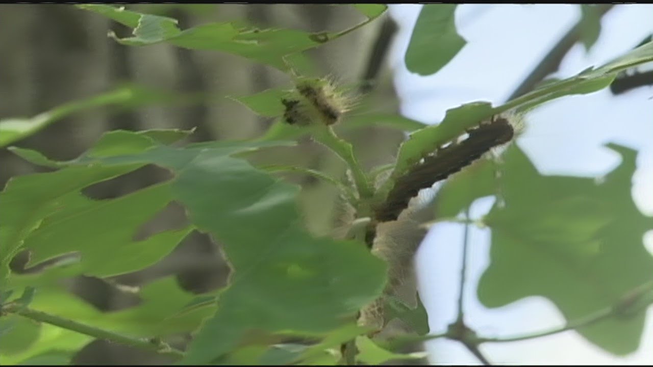 Homeowner heartbroken by gypsy moth caterpillar damage