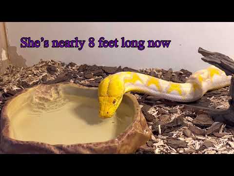 Reticulated Python drinking!