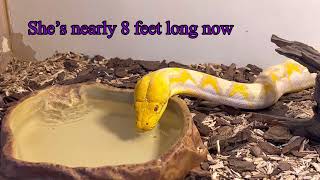 Reticulated Python drinking!