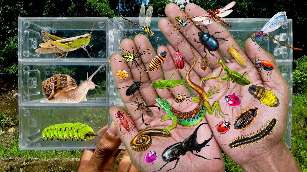 I searched for insects in the garden, I got Lizard, Grasshopper, Mantis, Millipede, Beetle, Snail