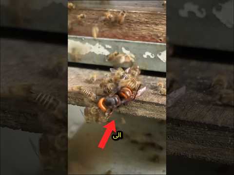 دبور عملاق يهاجم نحل العسل والنحل يعاقبه الدبور الدبابير نحل نحلالعسل