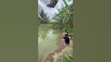 Câu Cá Bằng Cần Câu Máy #shorts