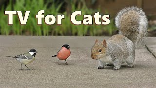 Cat Tv ~ Birds On The Ground Adventure