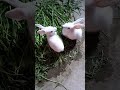 😍😍#kocchop #pet #mrbeast #bunny #animal #cute #petrabbit #rabbit