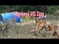 Big Fight ! Monkeys and Dog in Combat !