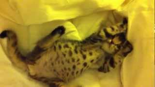 2 months old Bengal Kitten Narmhorm