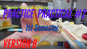 A&P PRACTICE PRACTICAL: 1st Semester Practice Practical #2 Version B