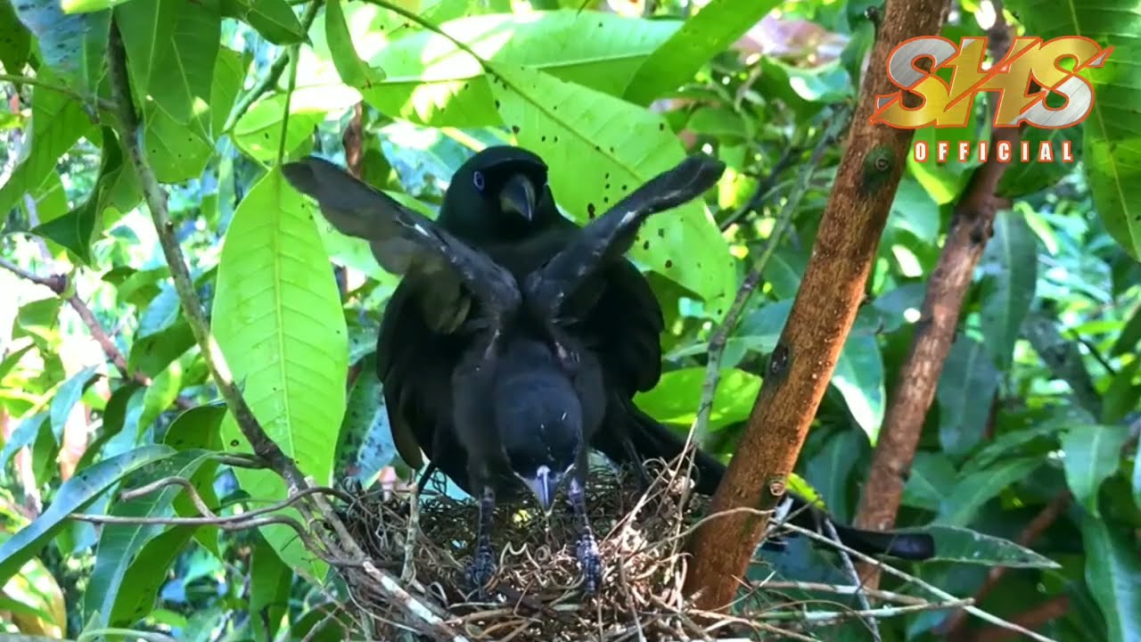 Burung Murai PAPUA Alias Tangkar Cetrong ‼️ Melihat Dari Dekat Kehidupan Burung Di Alam