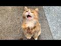 Cute longhaired calico cat meowing for food and attention