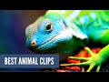 Super Cute Animal Clips - Animal Videos Complication #8