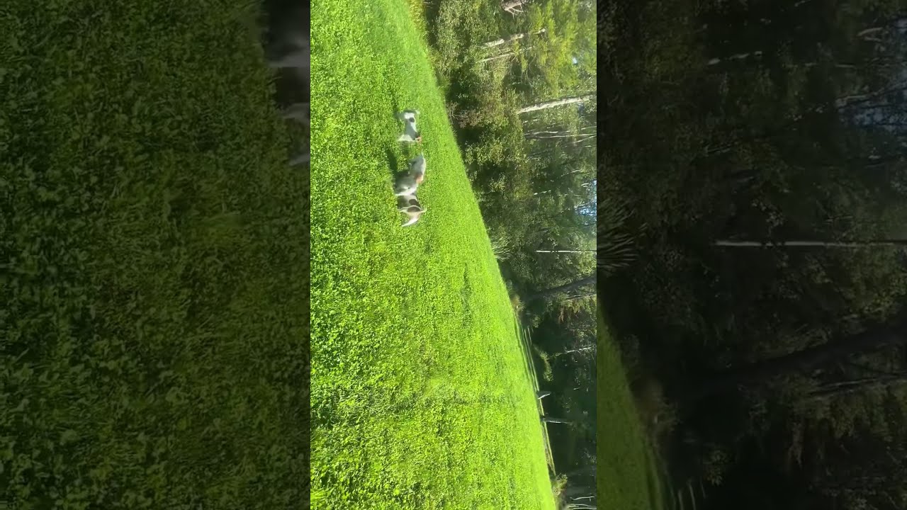Thumbnail of My Dog killed a big fucking snake￼