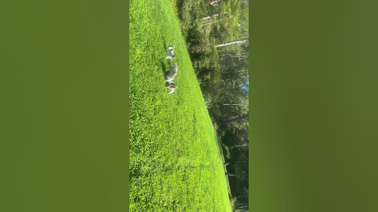 My Dog killed a big fucking snake￼