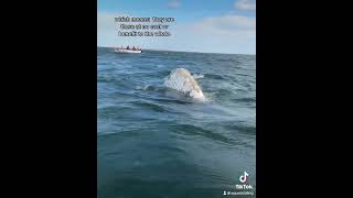 Everyone’s Favorite Ocean Animal … Whale Barnacles