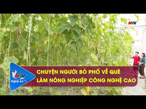 Chuyện người bỏ phố về quê làm nông nghiệp công nghệ cao