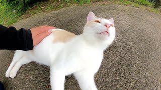 公園の出口で寝転んでいたミルクティー猫をナデナデしたら喜んでくれた