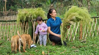 Harvesting & Preserve Seeds, Green Onions, Make 7-Color Sticky Rice, Bamboo Rice, Build House.