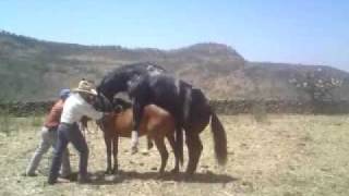 Caballo vs yegua (en ayotlan)