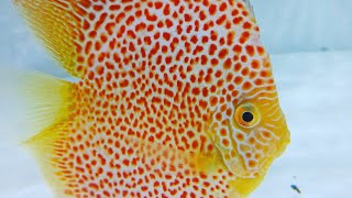 Top 10 Most wanted discus fishes