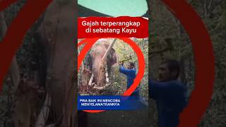 Aksi Penyelematan Seekor Gajah Yang Terperangkap pada sebatang kayu #gajah #shorts