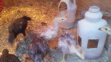 qaib vam txos update June, 5,19