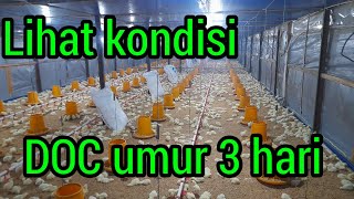 DOC ayam broiler umur 3 hari