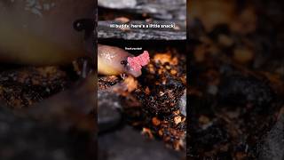 Handfeeding the cute little slugs #slugs #snails #bugs