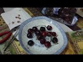 07 01 2017 How to germinate Cherry tree from seed