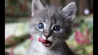 Ну Очень Смешные Коты!  | Видео Приколы Про  Котов