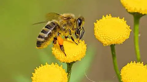 A Look at CU Boulder's Bee Club | Interview with T...