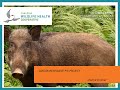 Canadian Invasive Pig Project - NISAW 2021