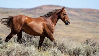 The Wild Horse Refuge in EquuStyle Magazine's Spring 2026 Issue The Wild Horse Refuge