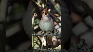 MASTERAN NIGHTINGALE (SIKATAN LONDO) BUL-BUL #nightingale #sikatanlondo #bulbul #birds #bird