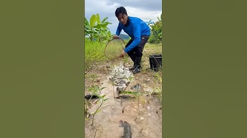 Cá Lớn - cá Rô Đồng Khủng mắc cạn cực nhiều 😱 #khacthuyvlogg