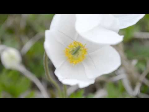 Video: Meža Anemone (43 Fotoattēli): Meža Anemone Lakstaugu Apraksts, Stādīšana Un Kopšana Atklātā Laukā. Kur Aug Savvaļas Augs?