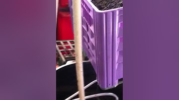 Our first Syrah whole cluster fermentation