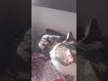 kabootar chahiye isko#catshorts #cat
