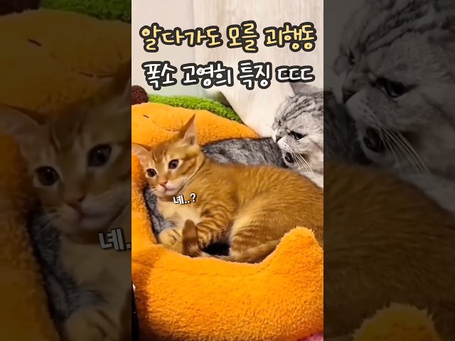 알다가도 모를 괴행동 폭소 고양이 특징 ㄷㄷㄷ